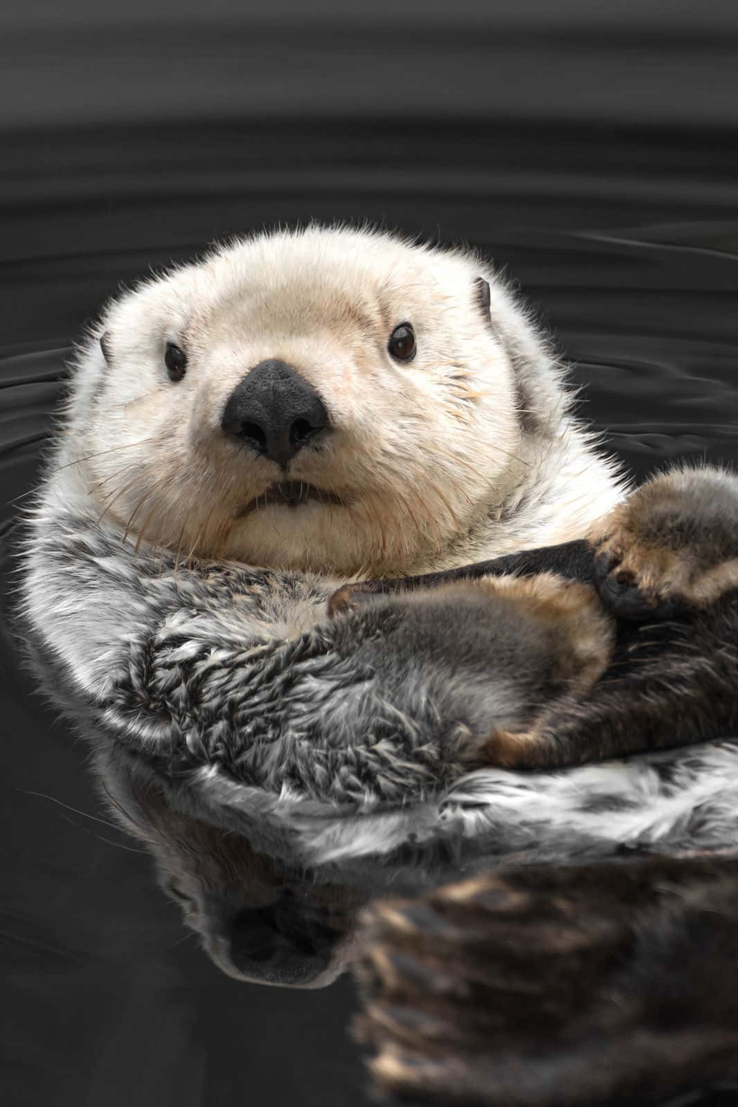 Cute Otter Head Picture