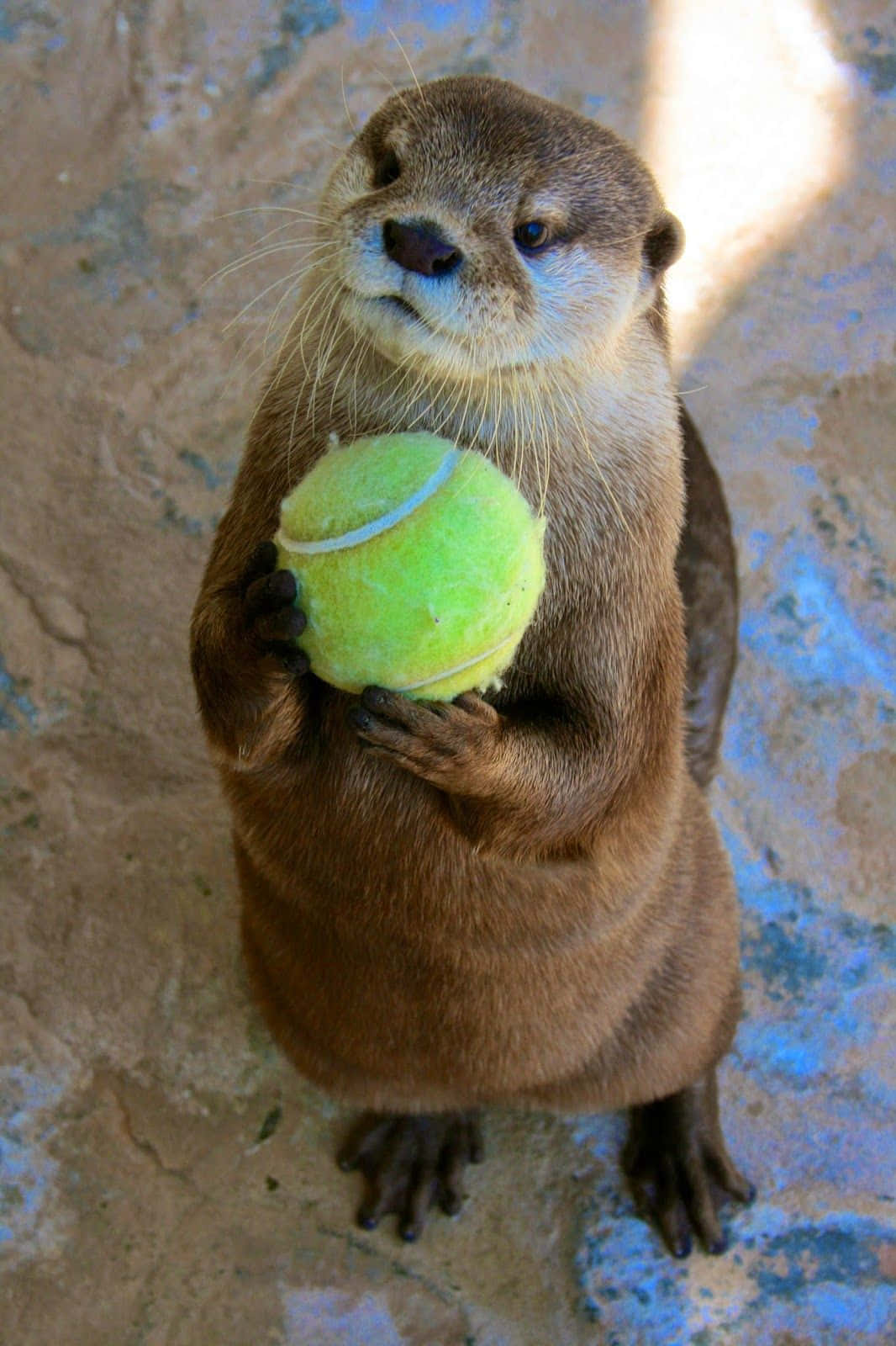Cute Otter Holding A Tennis Ball Picture
