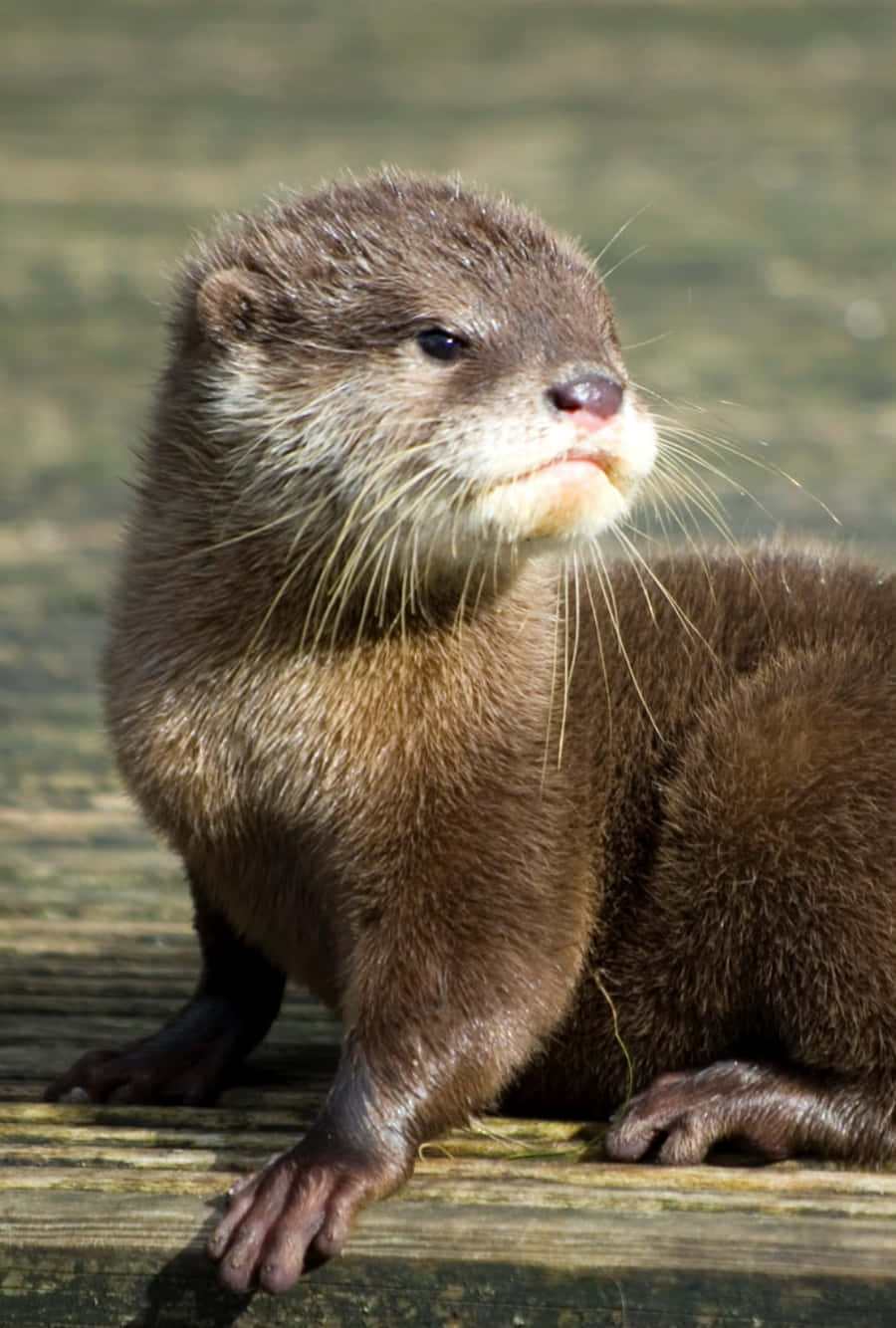 Cute Otter Looking Away Picture