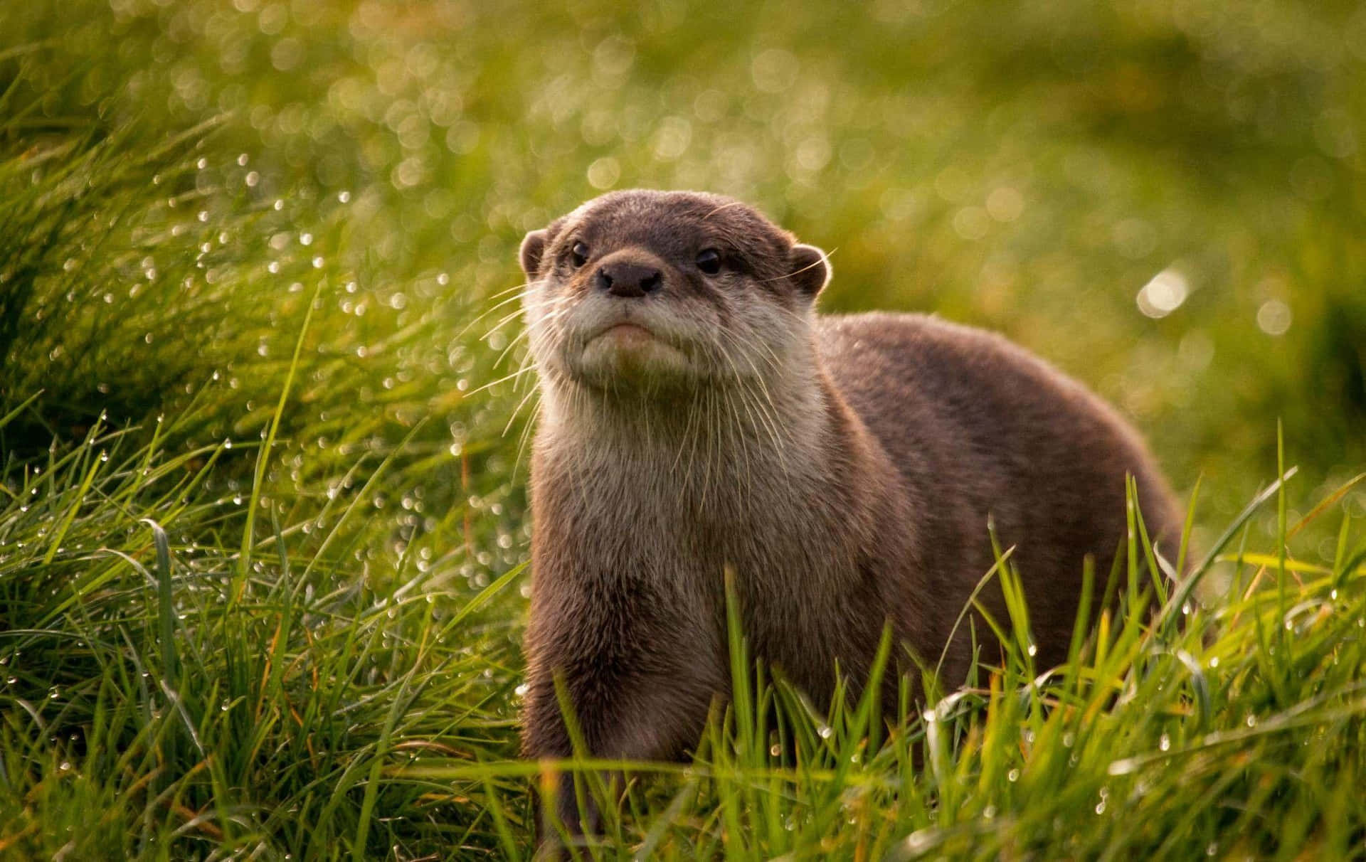 Cute Otter On The Grass Field Picture