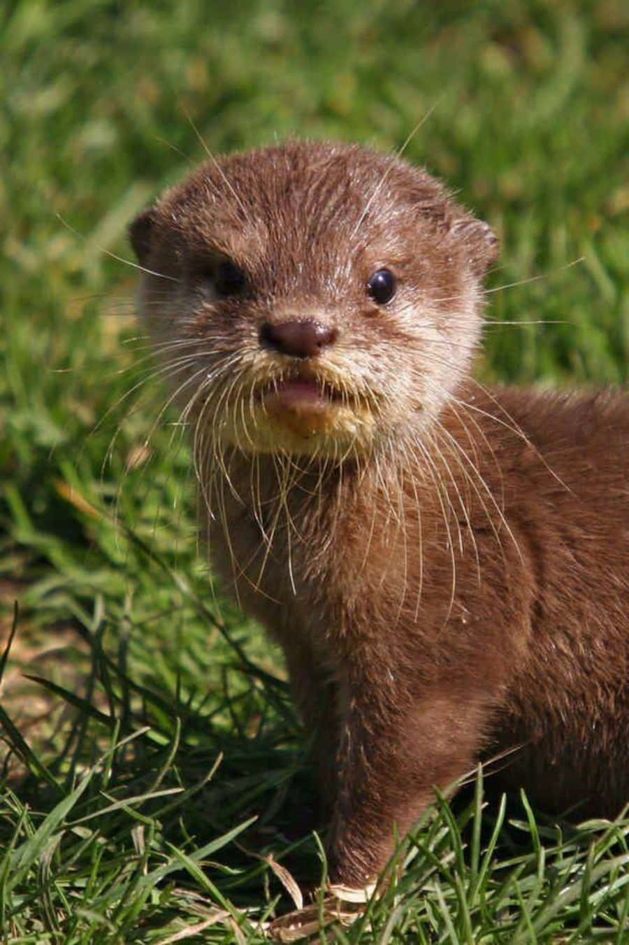 Cute Otter On The Grass Picture