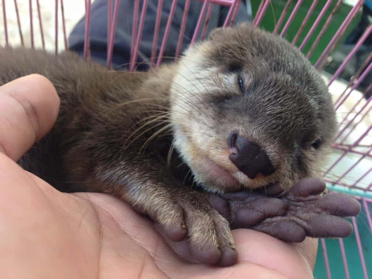 Süßesotterbild: Ein Otter Schlafend Auf Der Handfläche Eines Menschen