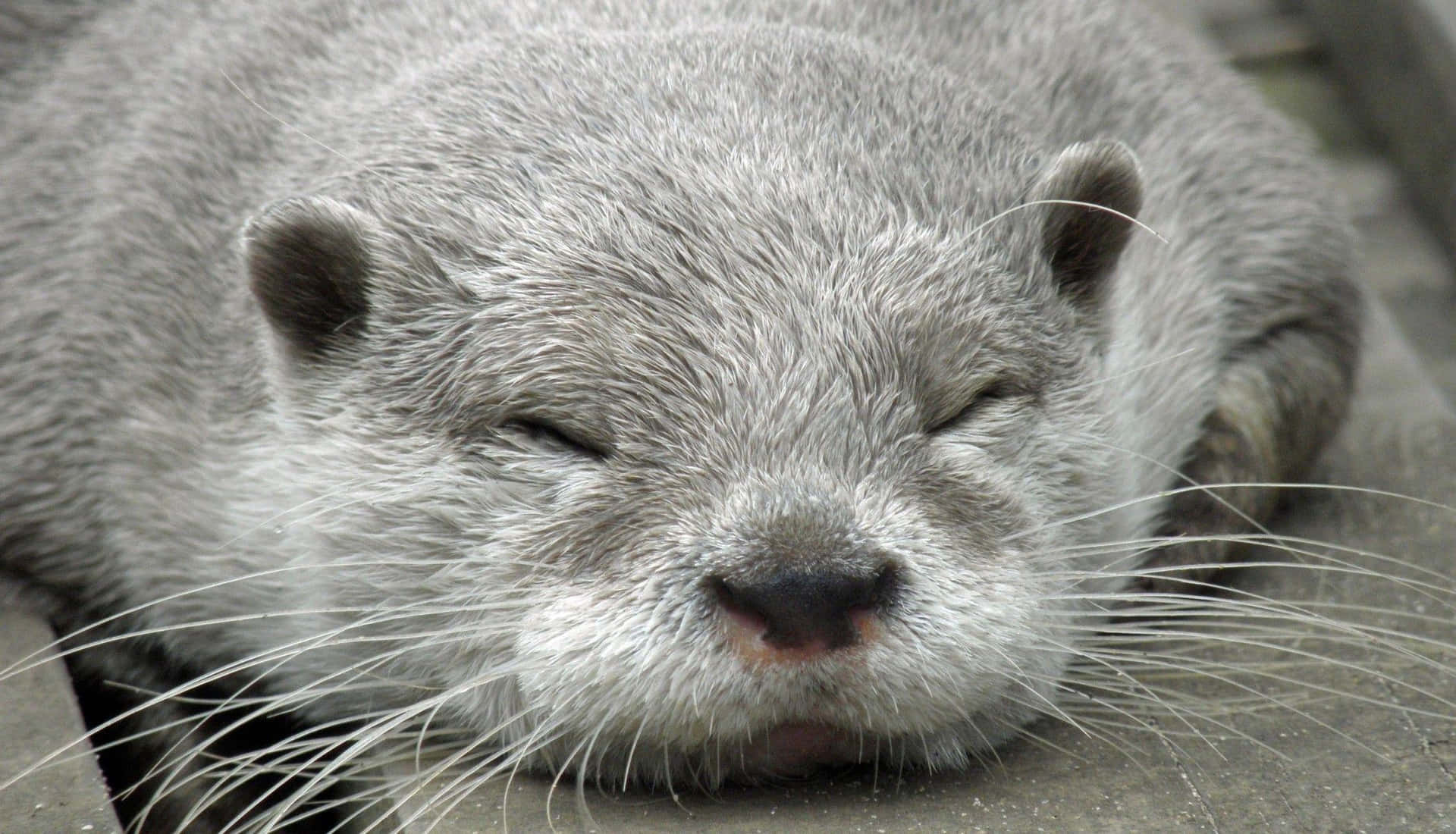Cute Otter Sleeping Picture