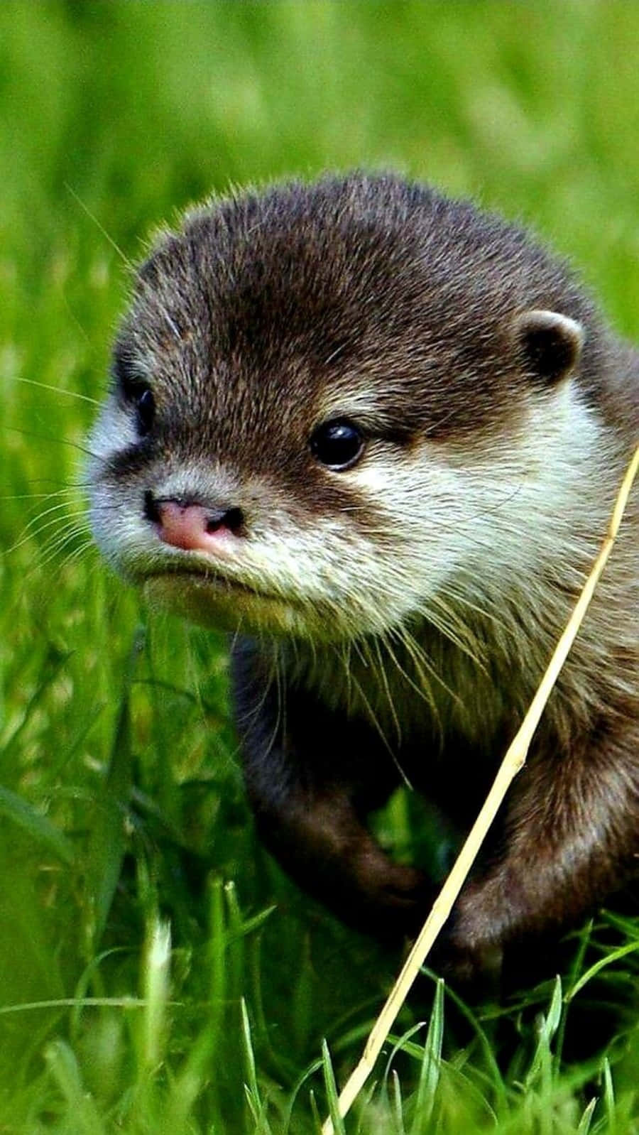Cute Otter Sneaking On The Grass Picture