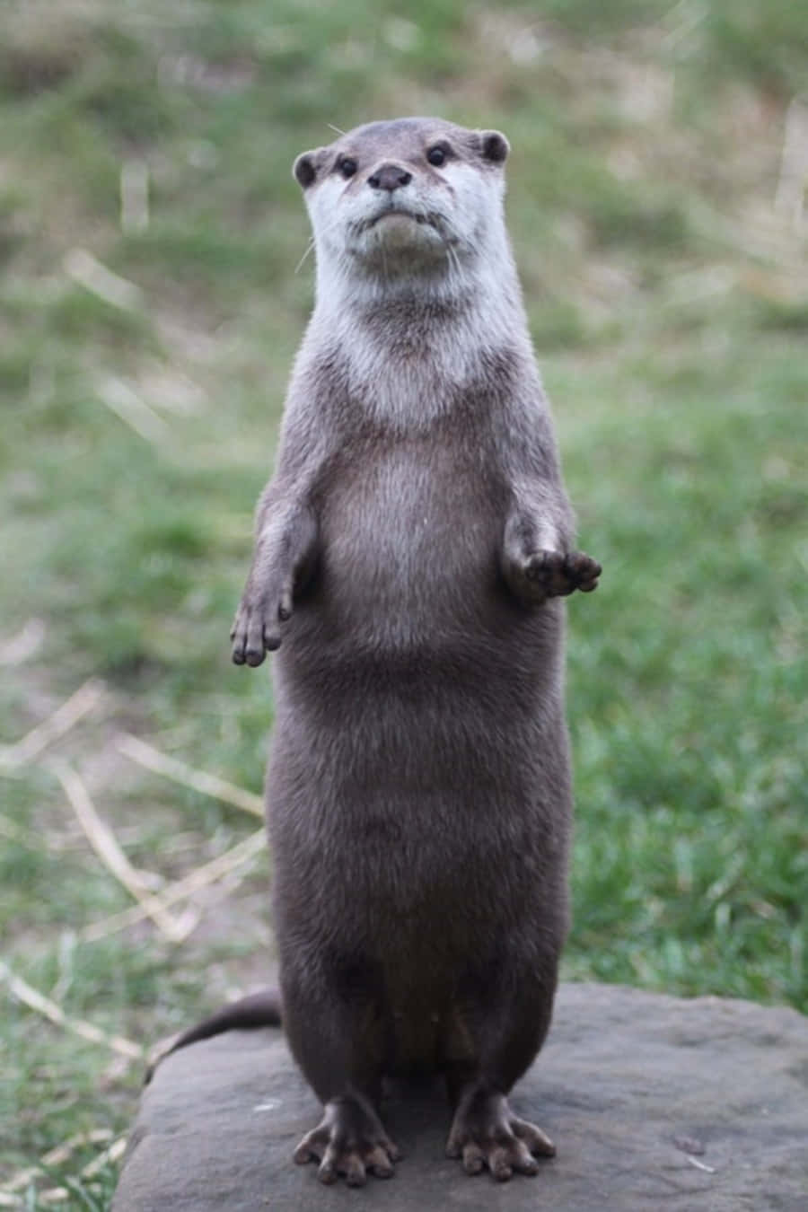 Cute Otter Standing Picture