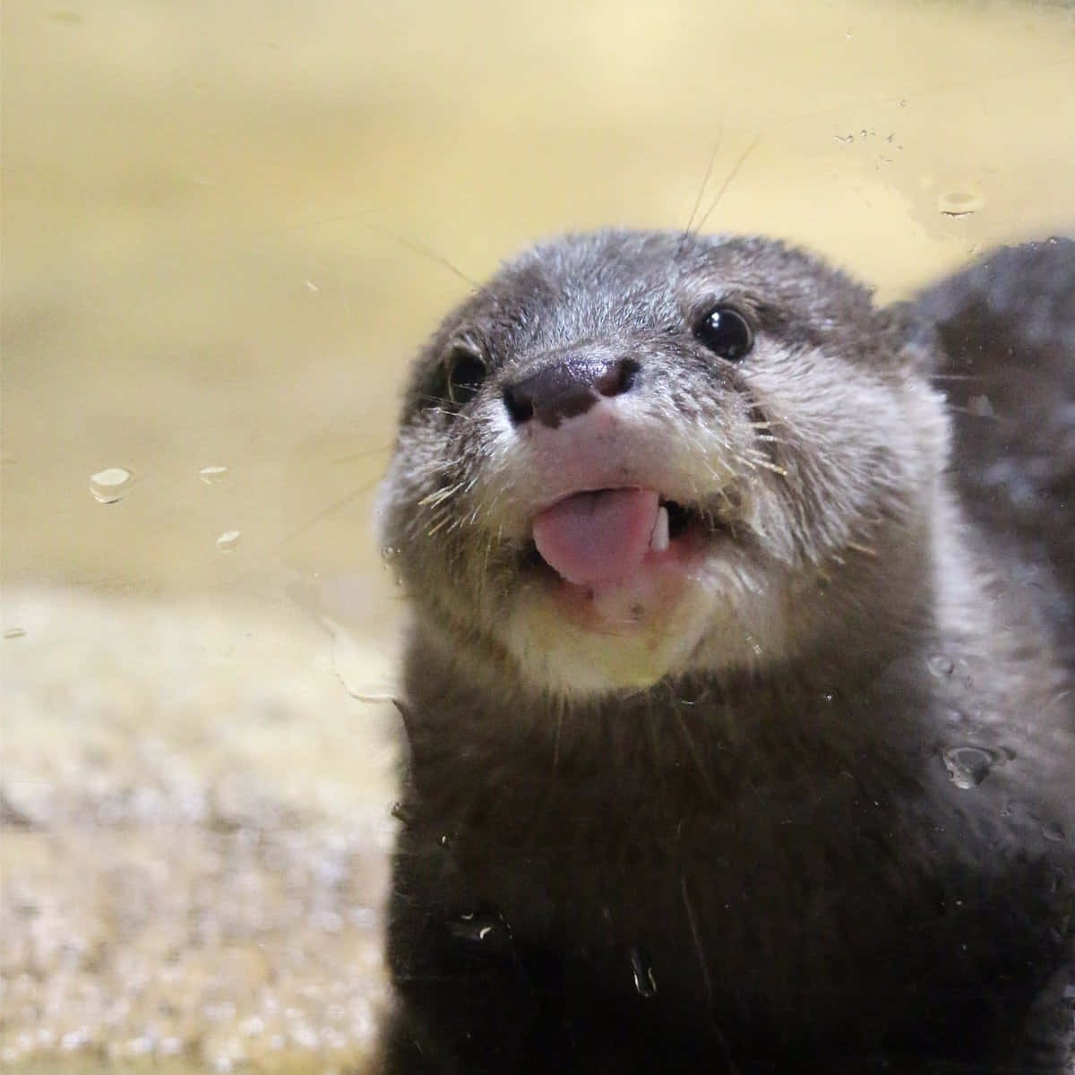 Cute Otter Tongue Out Picture