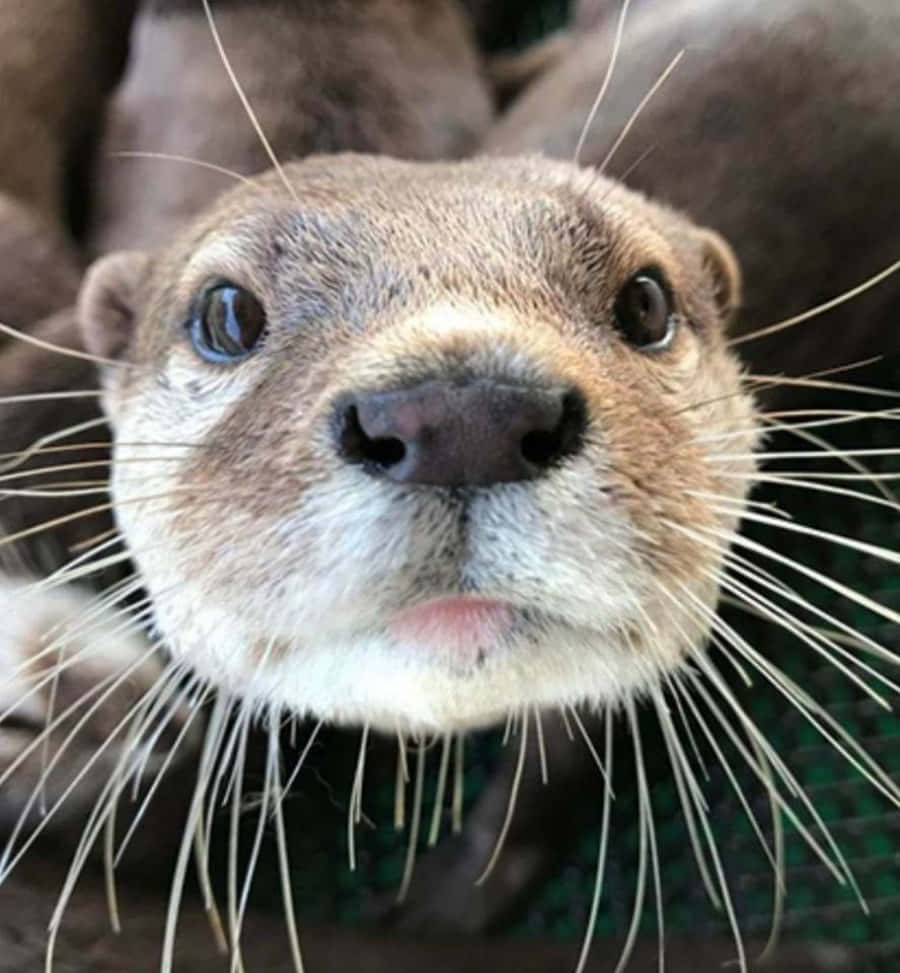 Cute Otter Whiskers Picture