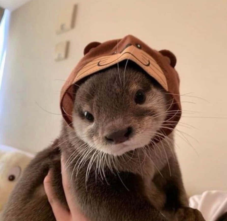 Cute Otter With Hood Picture