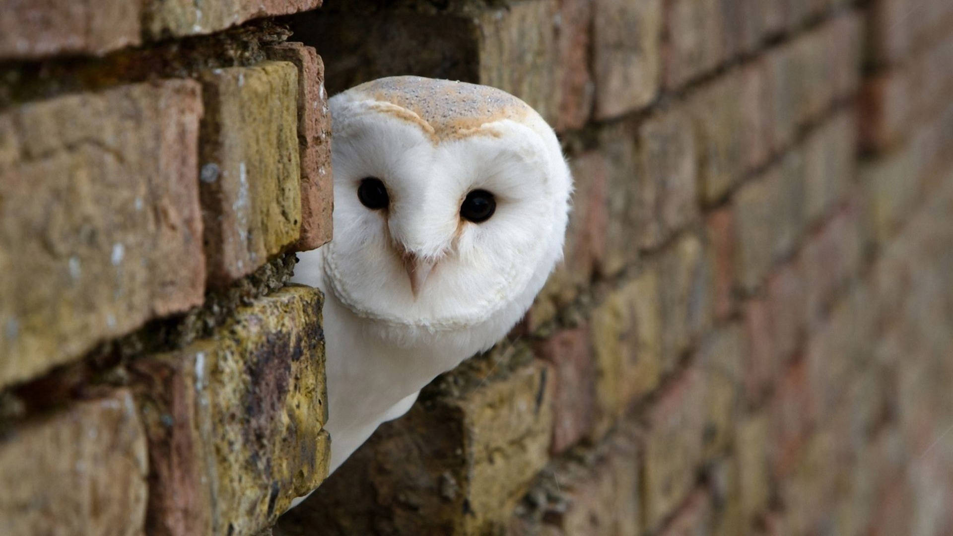 Cute Owl At Brick Wall Wallpaper