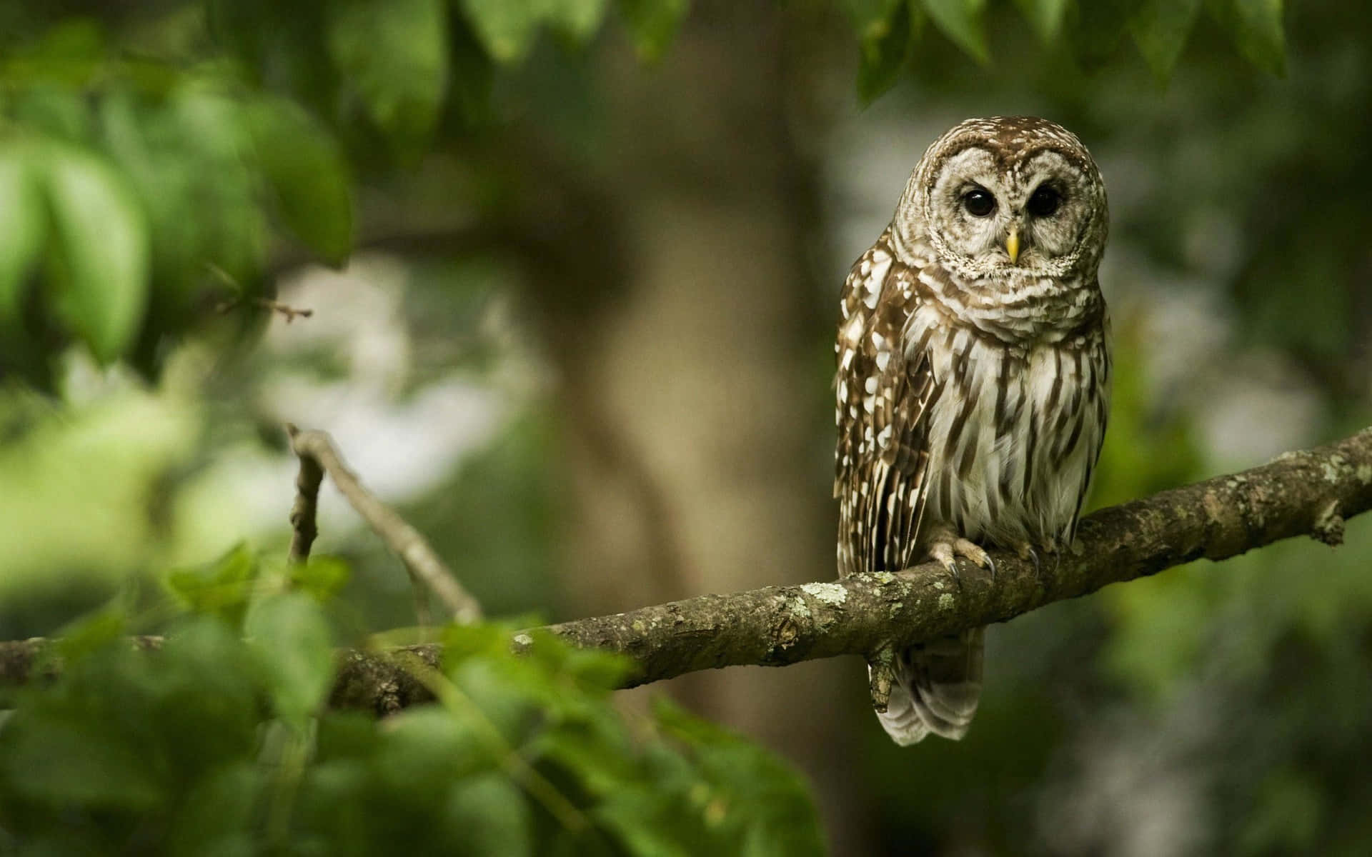 “This Wise Little Owl Watches Adoringly”