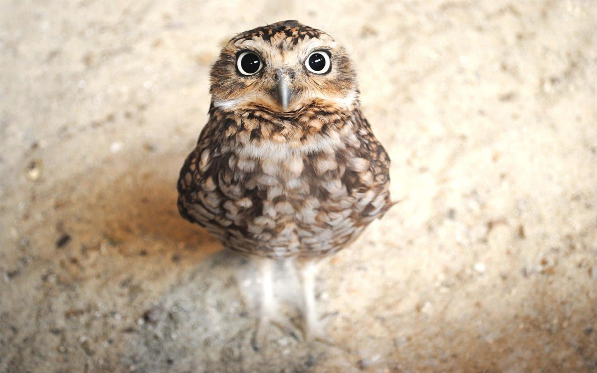This Cute Owl Is Ready to Brighten Your Day