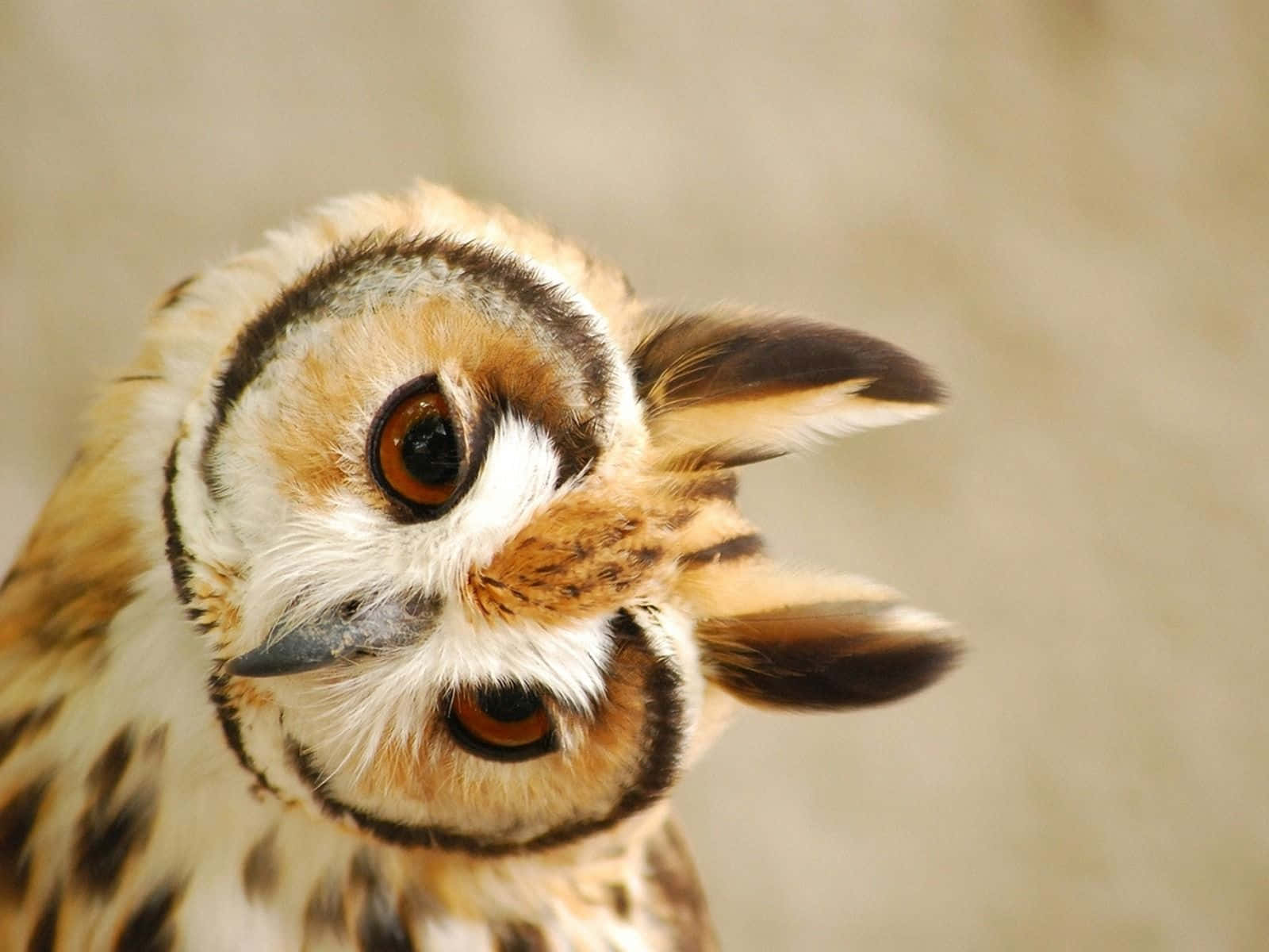 A Cute Owl with Big Eyes Looking into the Camera