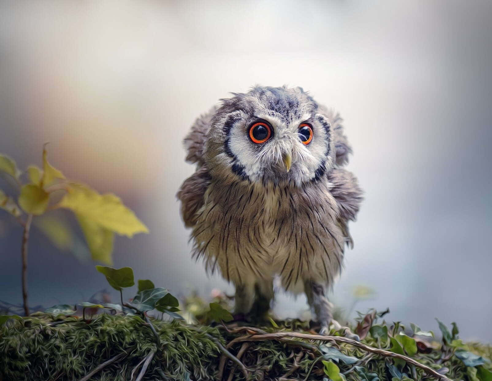 Look at this barn owl's charming face