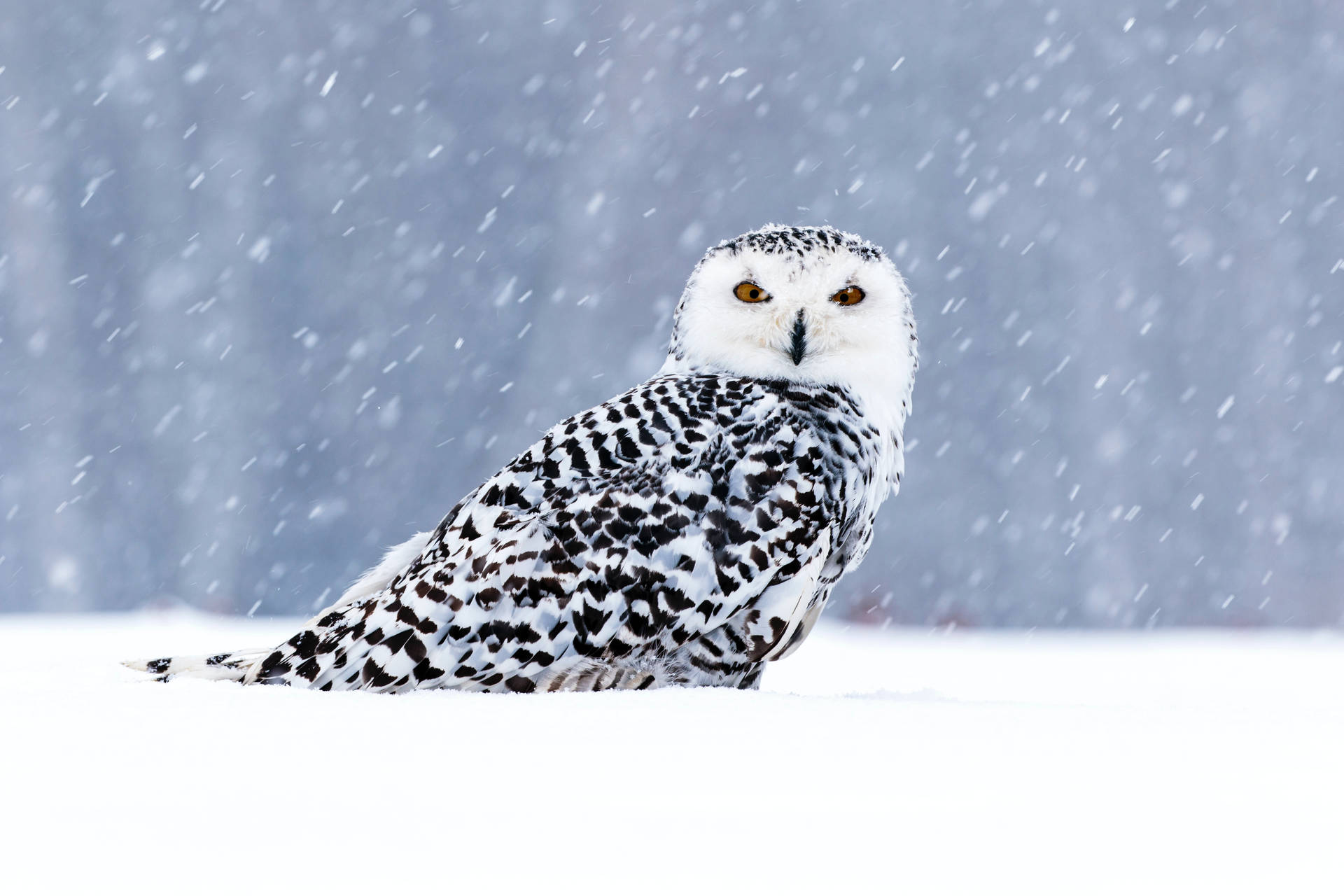 Cute Owl In Winter Wallpaper