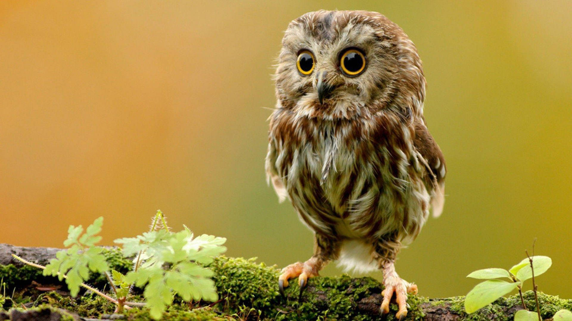 Cute Owl Macro Shot Wallpaper