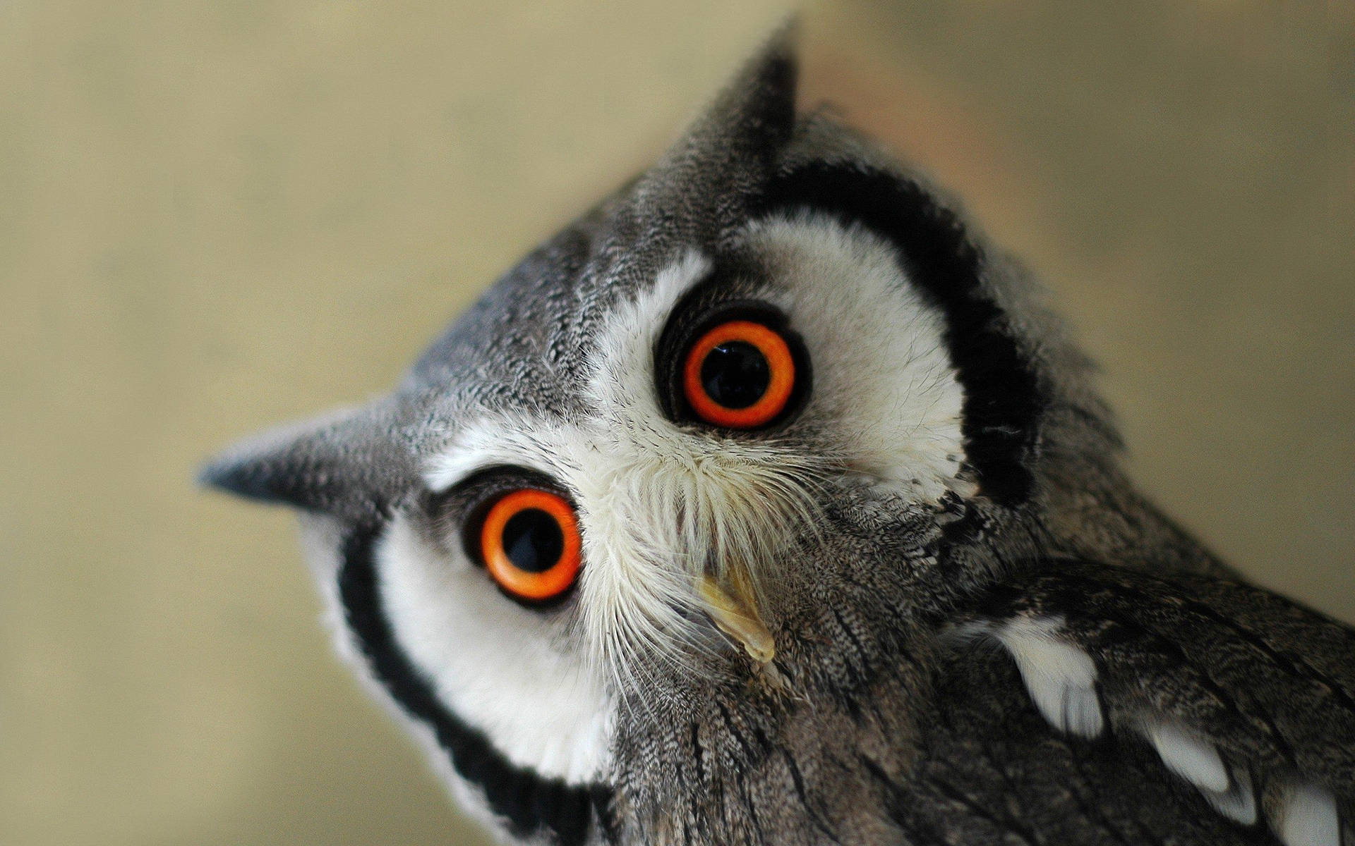 Cute Owl Orange Eyes Wallpaper