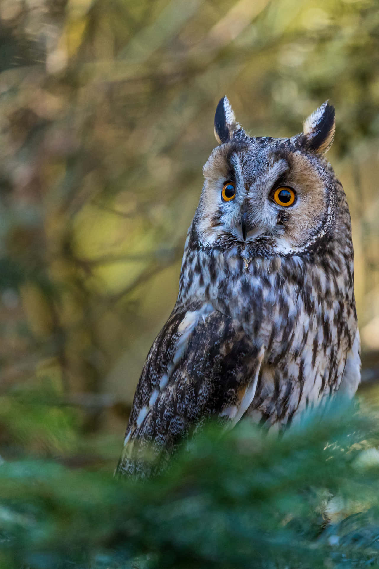 Sweet and mysterious, this cute owl looks right at home amongst nature
