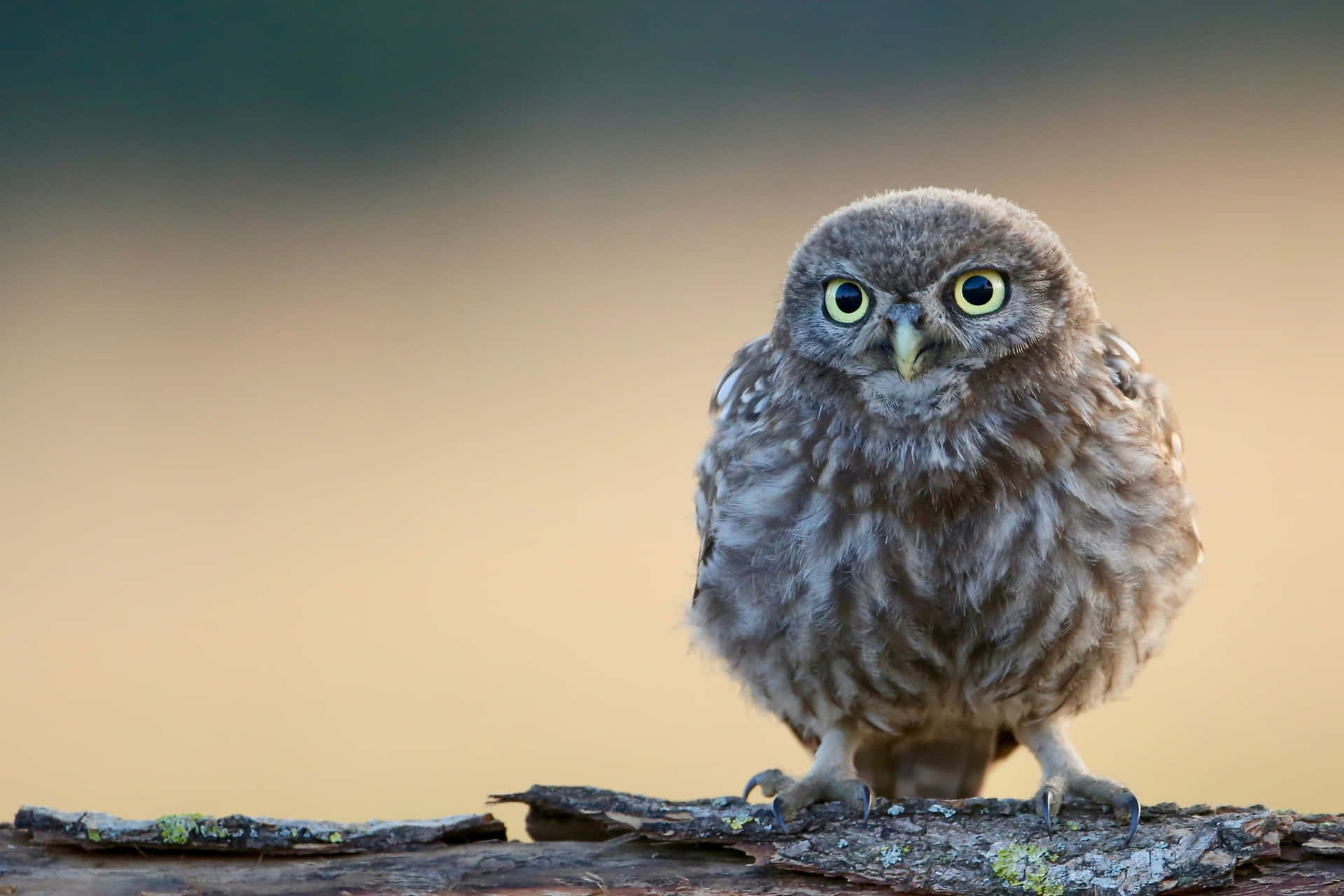 "This Cute Owl Is Ready to Take Flight!"
