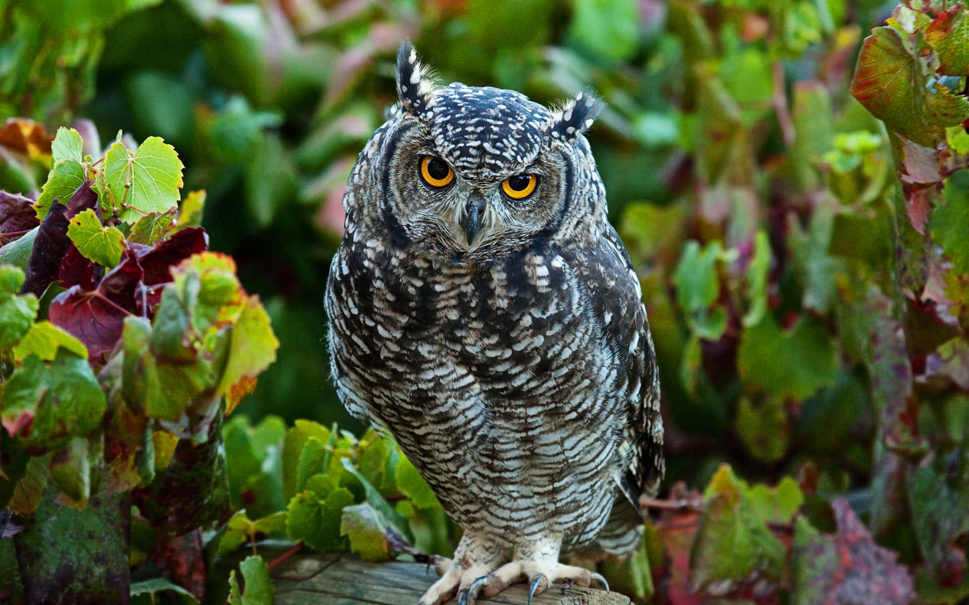 A Sweet Little Owl Blinking at You