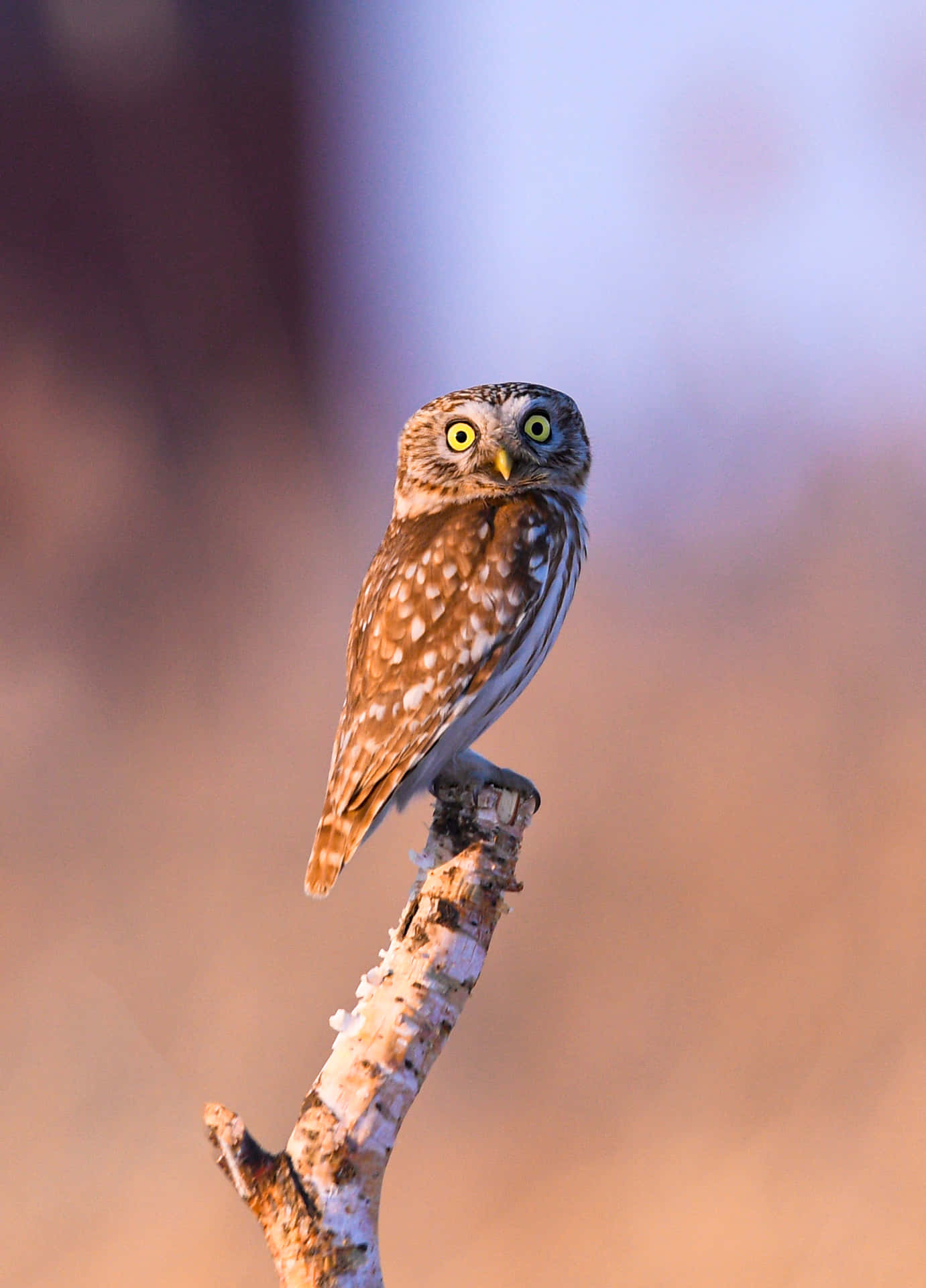 A wide-eyed owl, staring directly into the camera