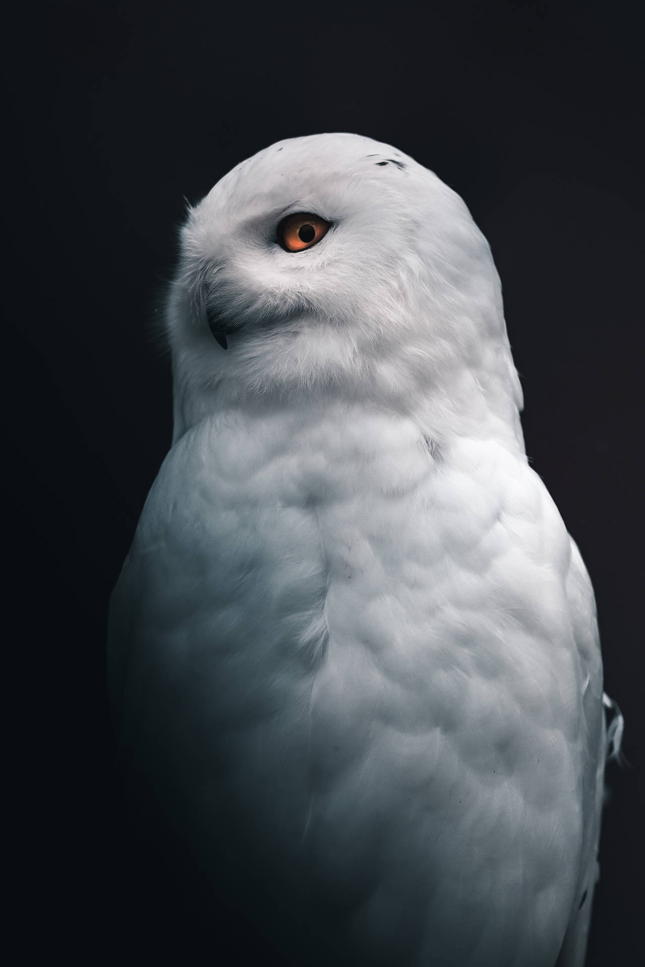 Cute Owl Snowy Owl