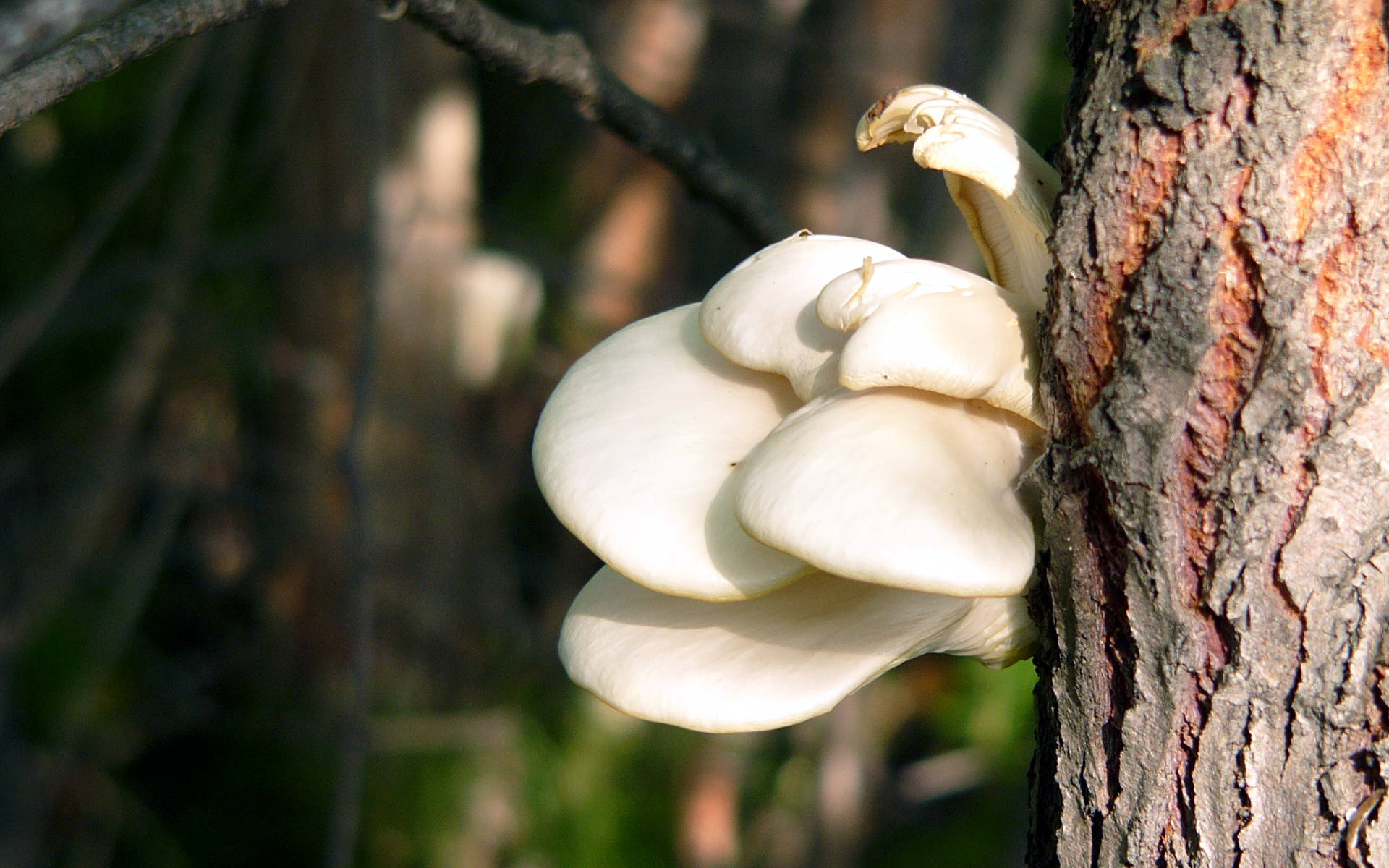 Cute Oyster Mushroom On Tree Wallpaper