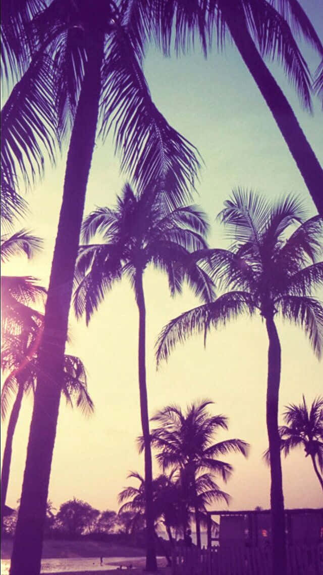 Palm Trees In The Background Wallpaper