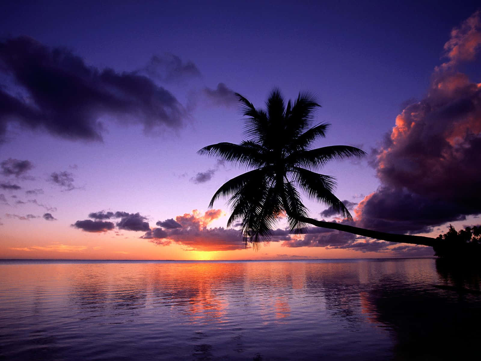Et billede af en sød palme mod en fredelig blå himmel. Wallpaper