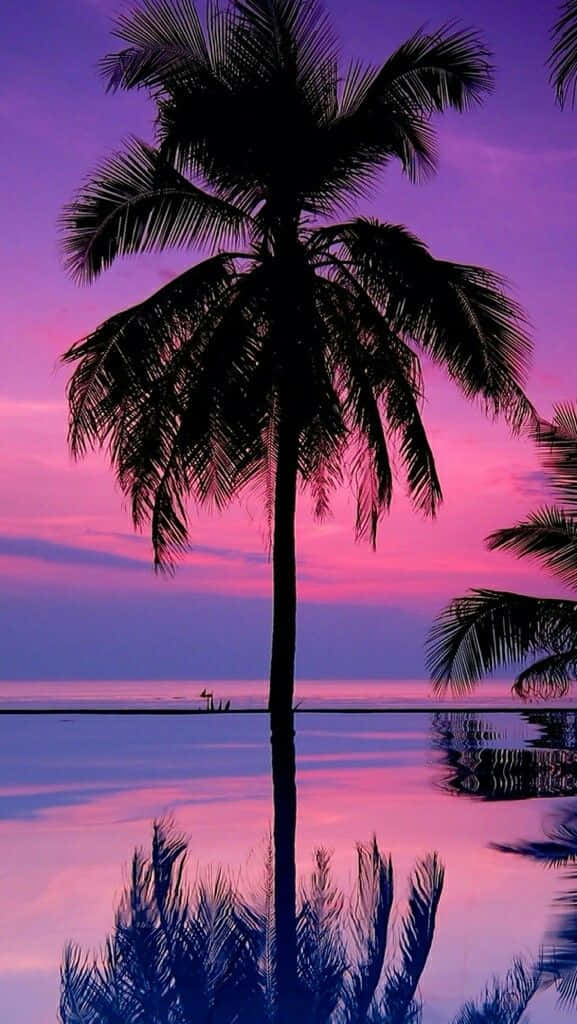 A beautiful, swaying palm tree in a summer paradise Wallpaper