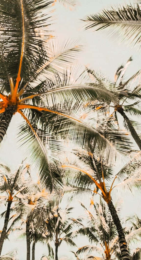 Eintropisches Strandparadies Mit Einer Niedlichen Palme. Wallpaper