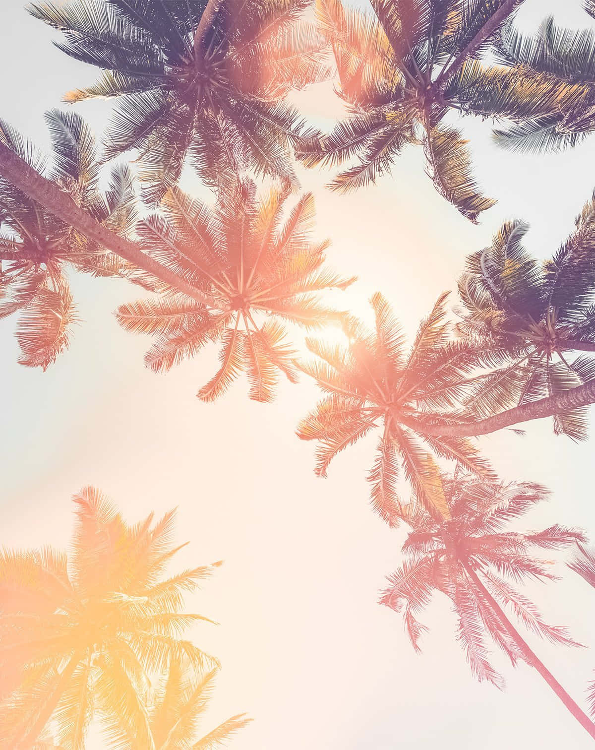 An adorable palm tree adds a tropical flare to your décor Wallpaper