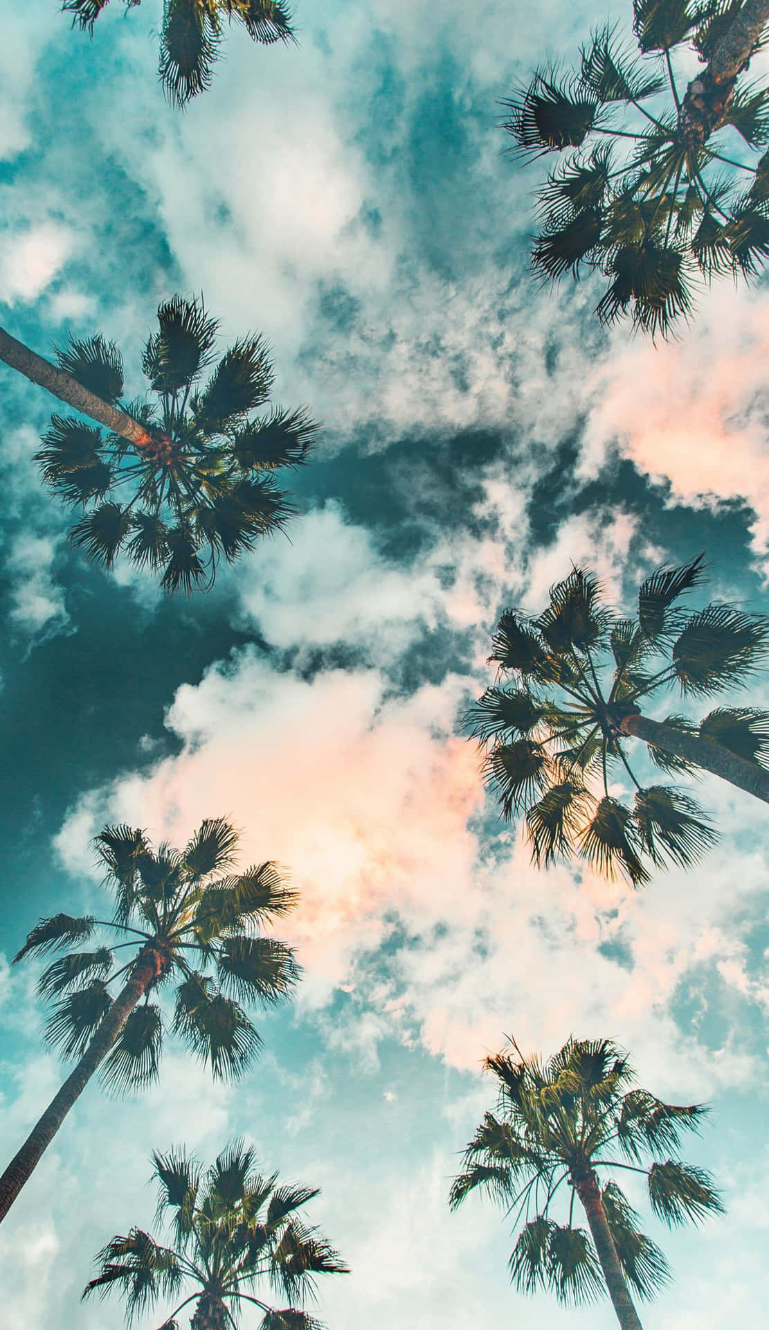 En smuk og afslappende palme solnedgang. Wallpaper