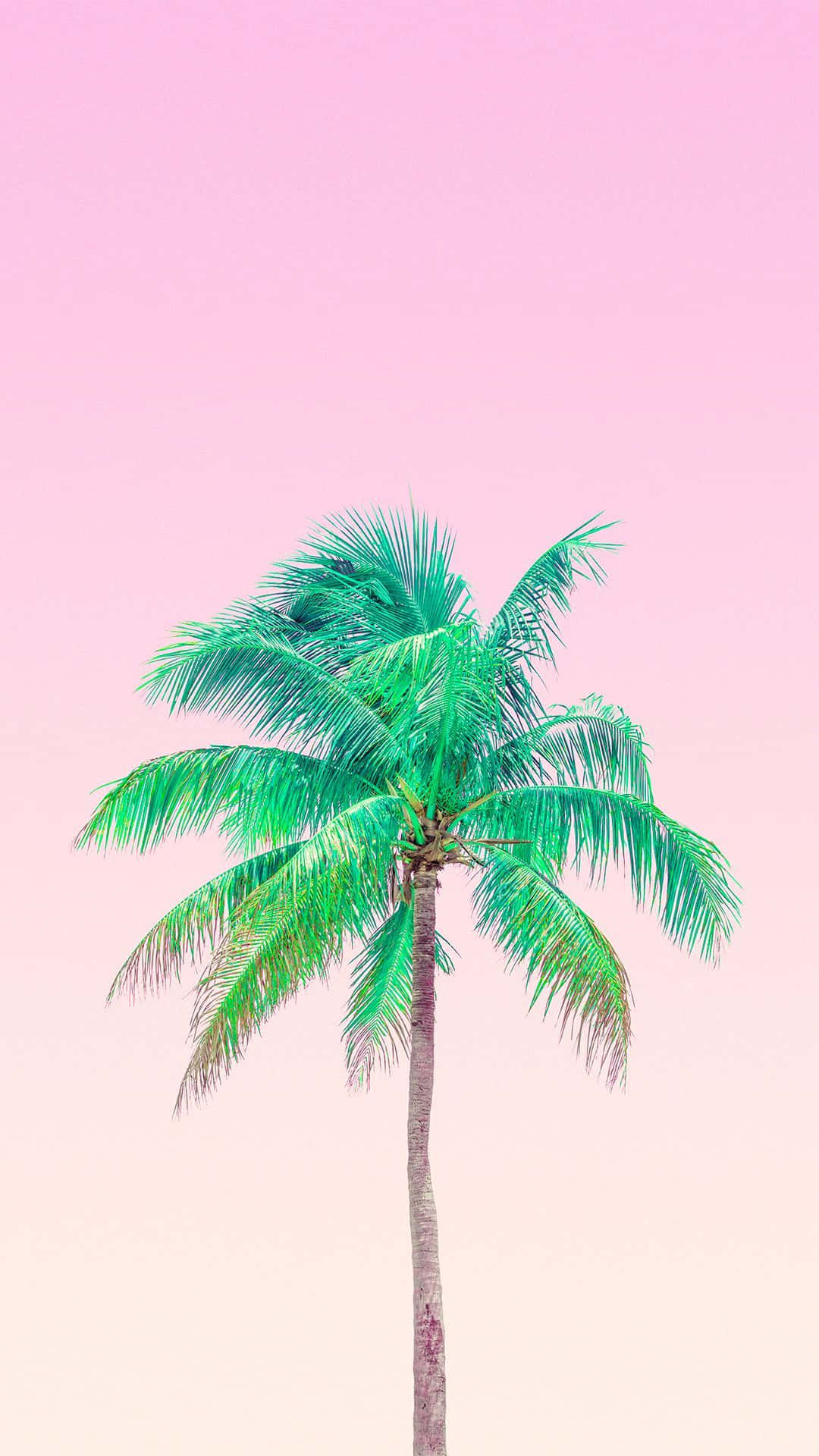 Enjoy the Sunset at this Tropical Beach Framed by a Cute Palm Tree Wallpaper