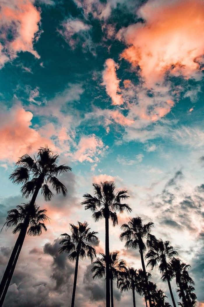 "A Beautiful Palm Tree on a Sunny Day" Wallpaper