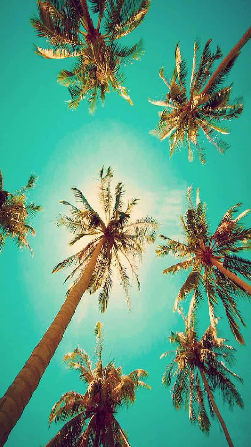A majestic palm tree off a sandy beach Wallpaper