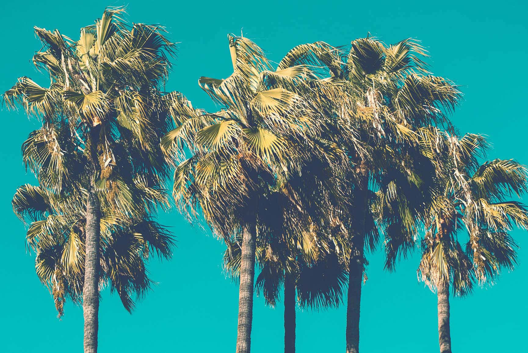 Strand Flugt: En Sød Palm Træ I Det Fjerneste Wallpaper