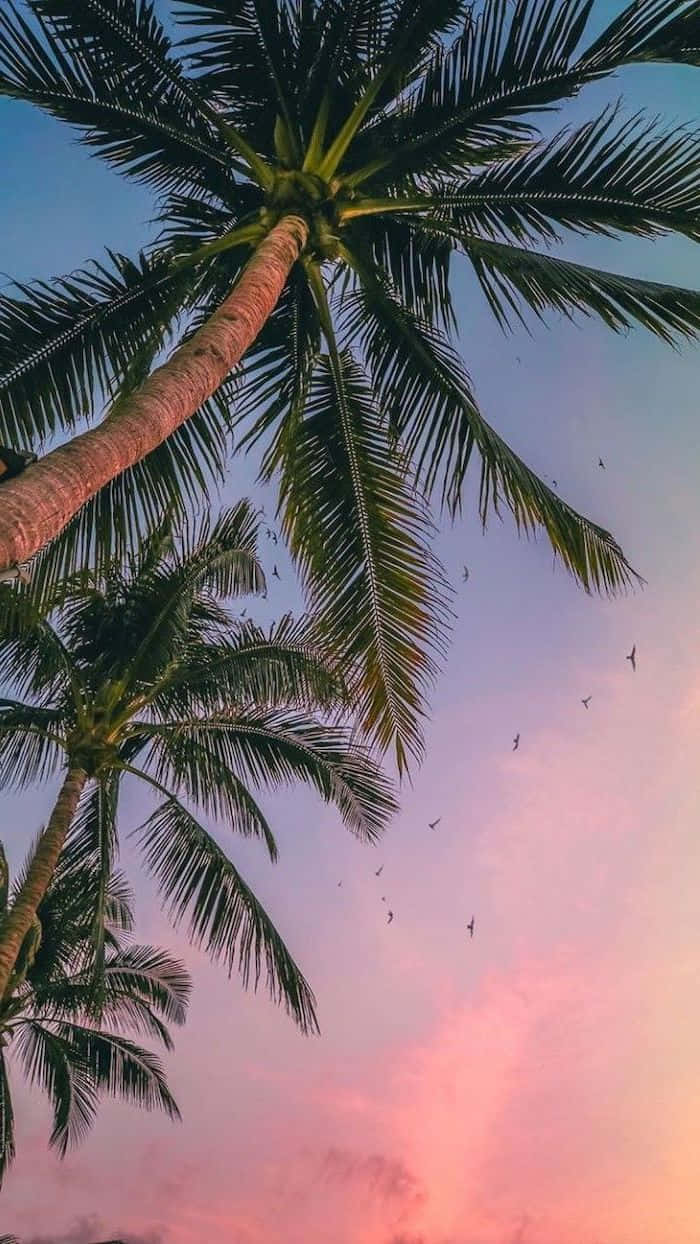 Enjoy the Beautiful View of this Cute Palm Tree Wallpaper