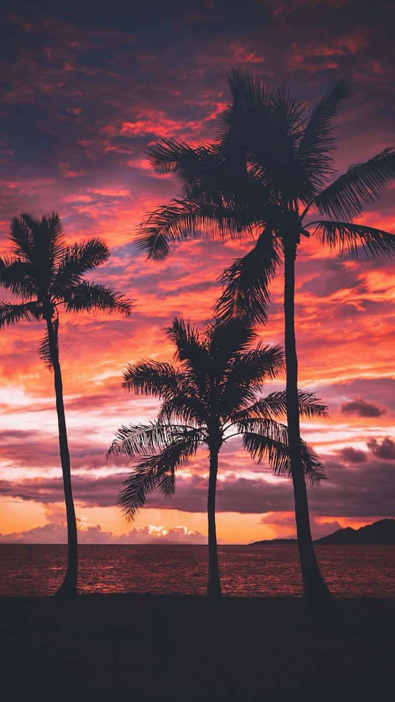 Tag en pause under det søde palmtræ tapet. Wallpaper