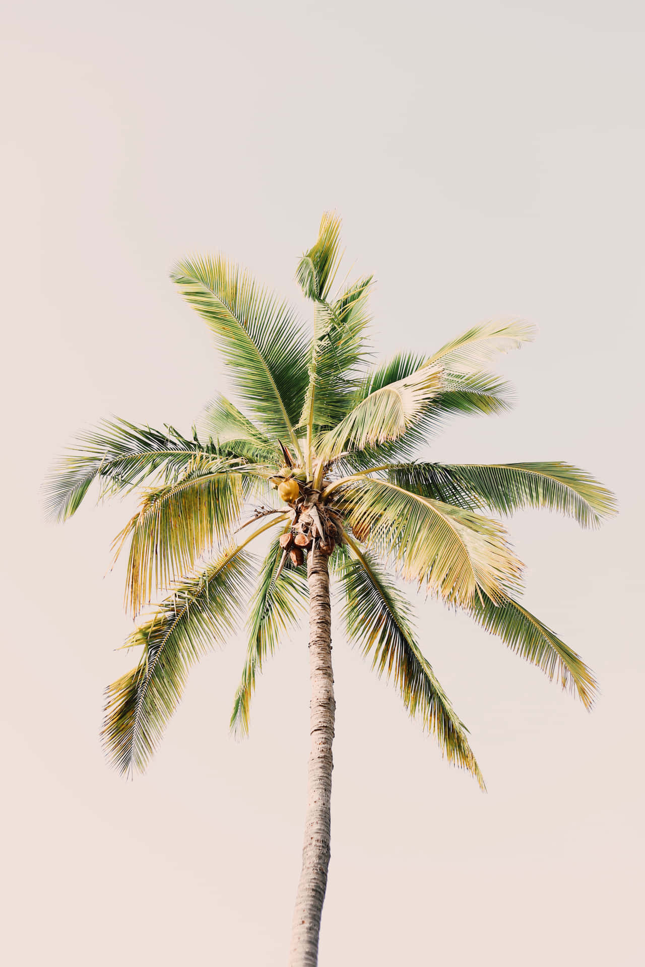 "The Perfect Place to Relax: A Cute Palm Tree" Wallpaper