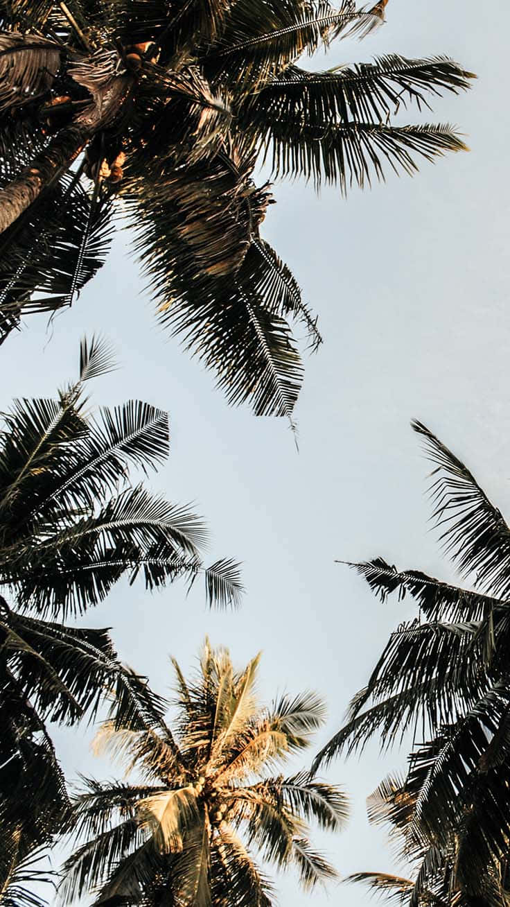 A beautiful tropical palm tree in an idyllic beach setting. Wallpaper
