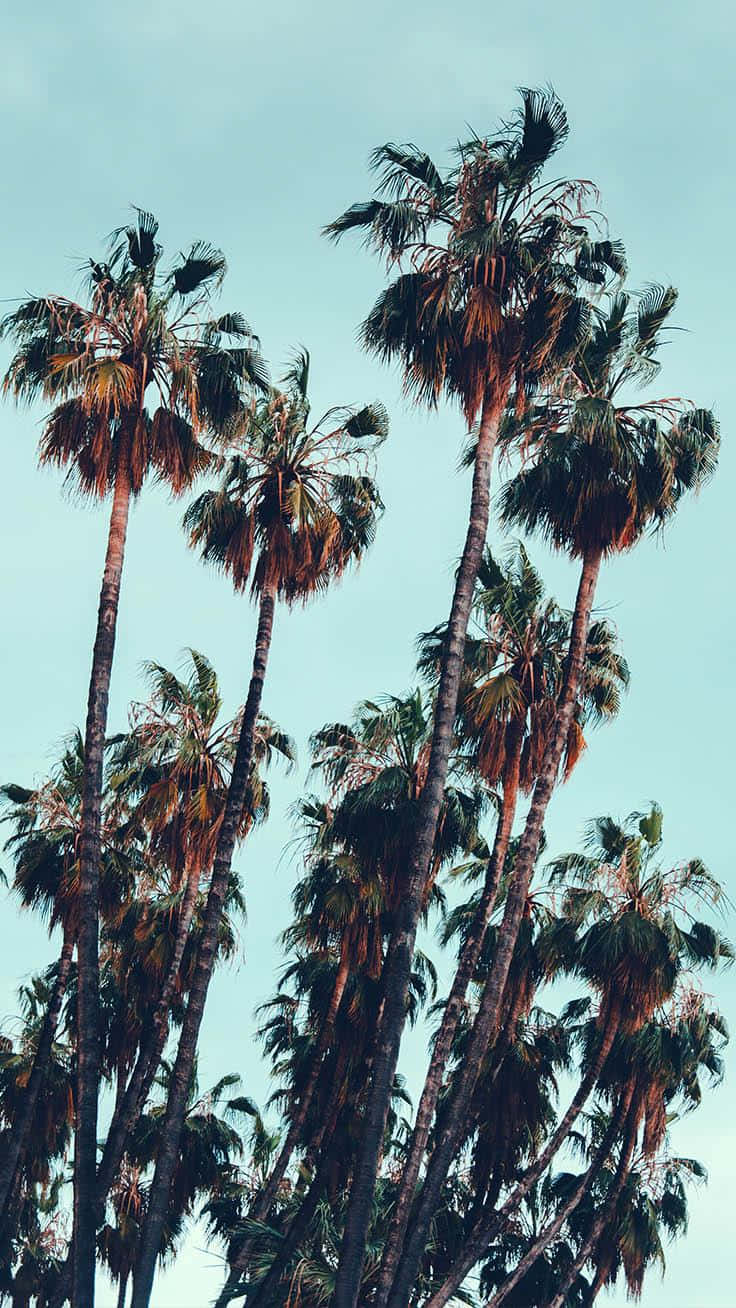 Et sødt, tropisk palme træ omgivet af blå himmel Wallpaper