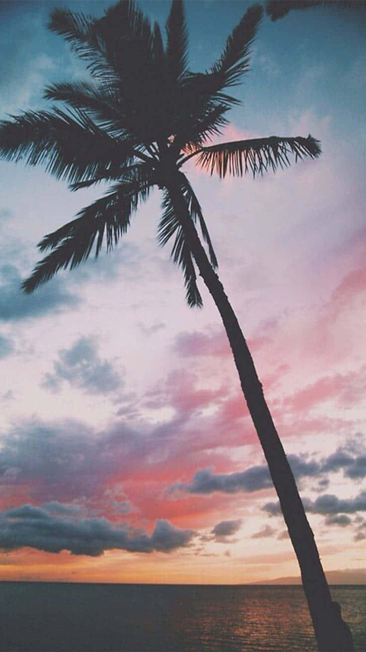 En cool palme, der er perfekt til enhver indstilling. Wallpaper