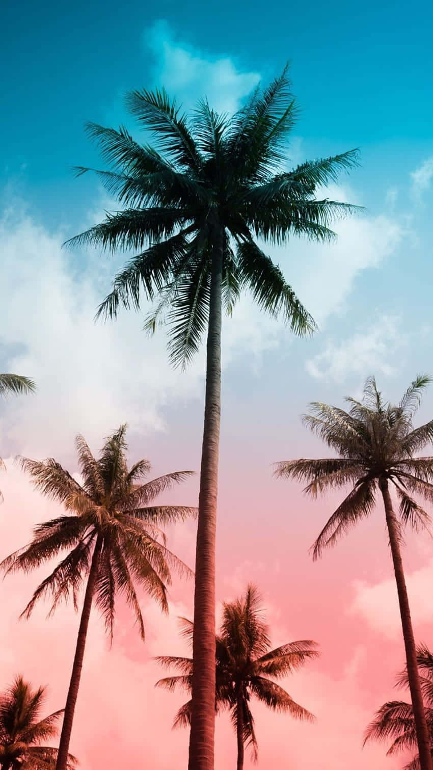 A beautiful and cute palm tree, perfect for nature lovers. Wallpaper