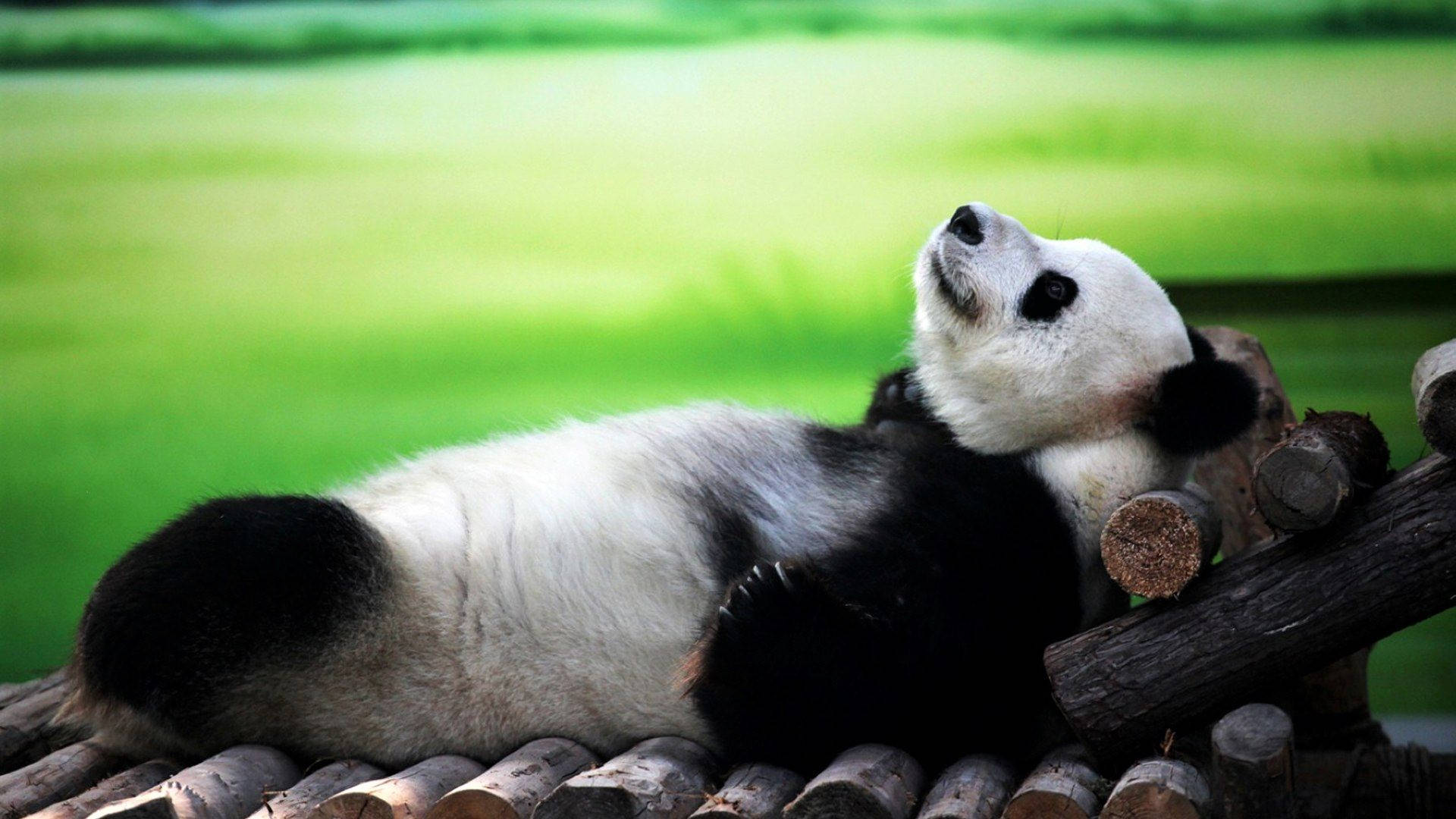 Cute Panda Afslappende Wallpaper