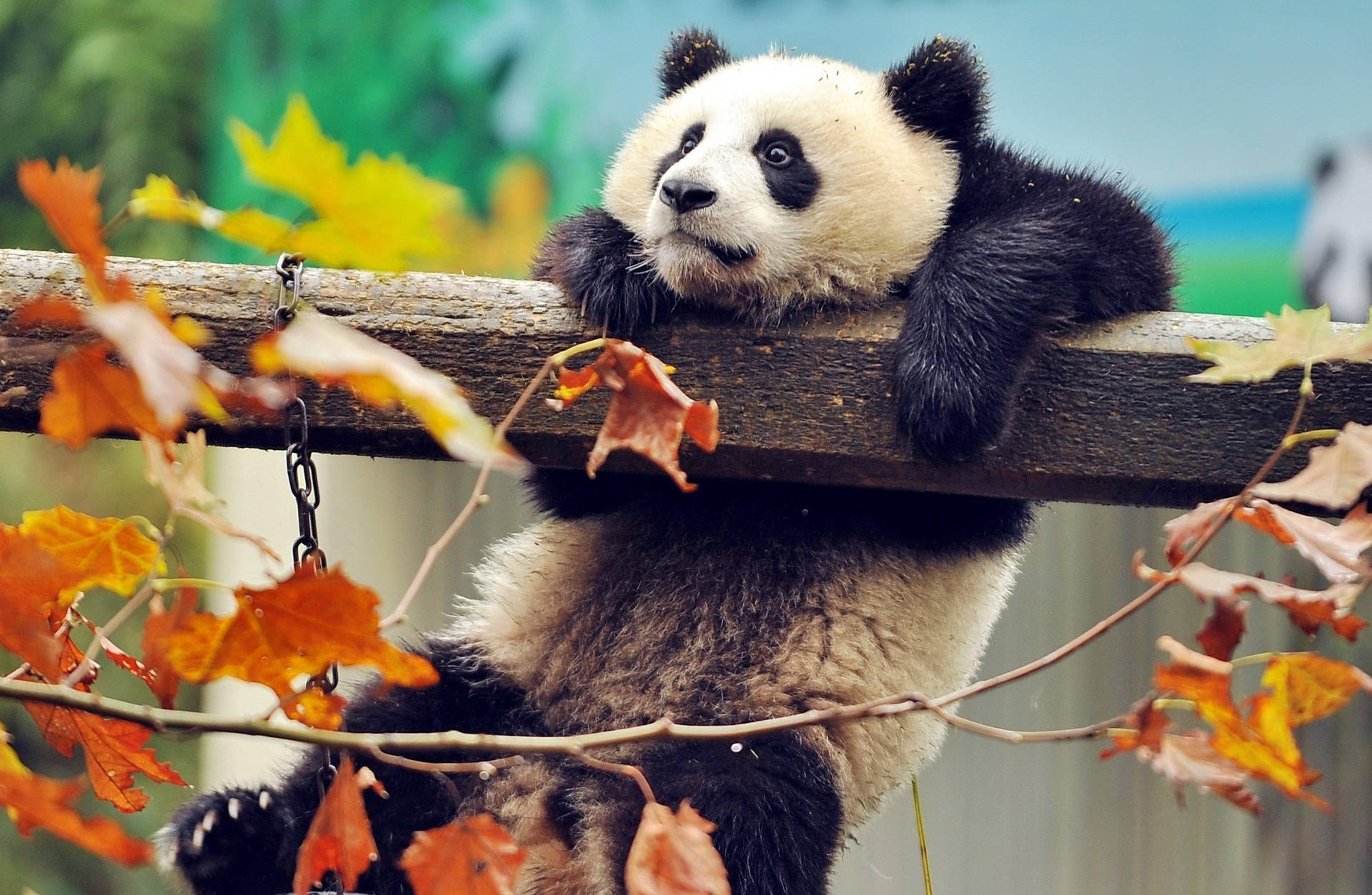 Cute Panda Hanging On A Wood