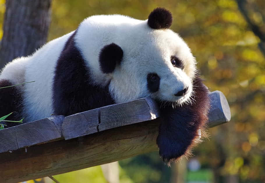Cute Panda In A Zoo Background