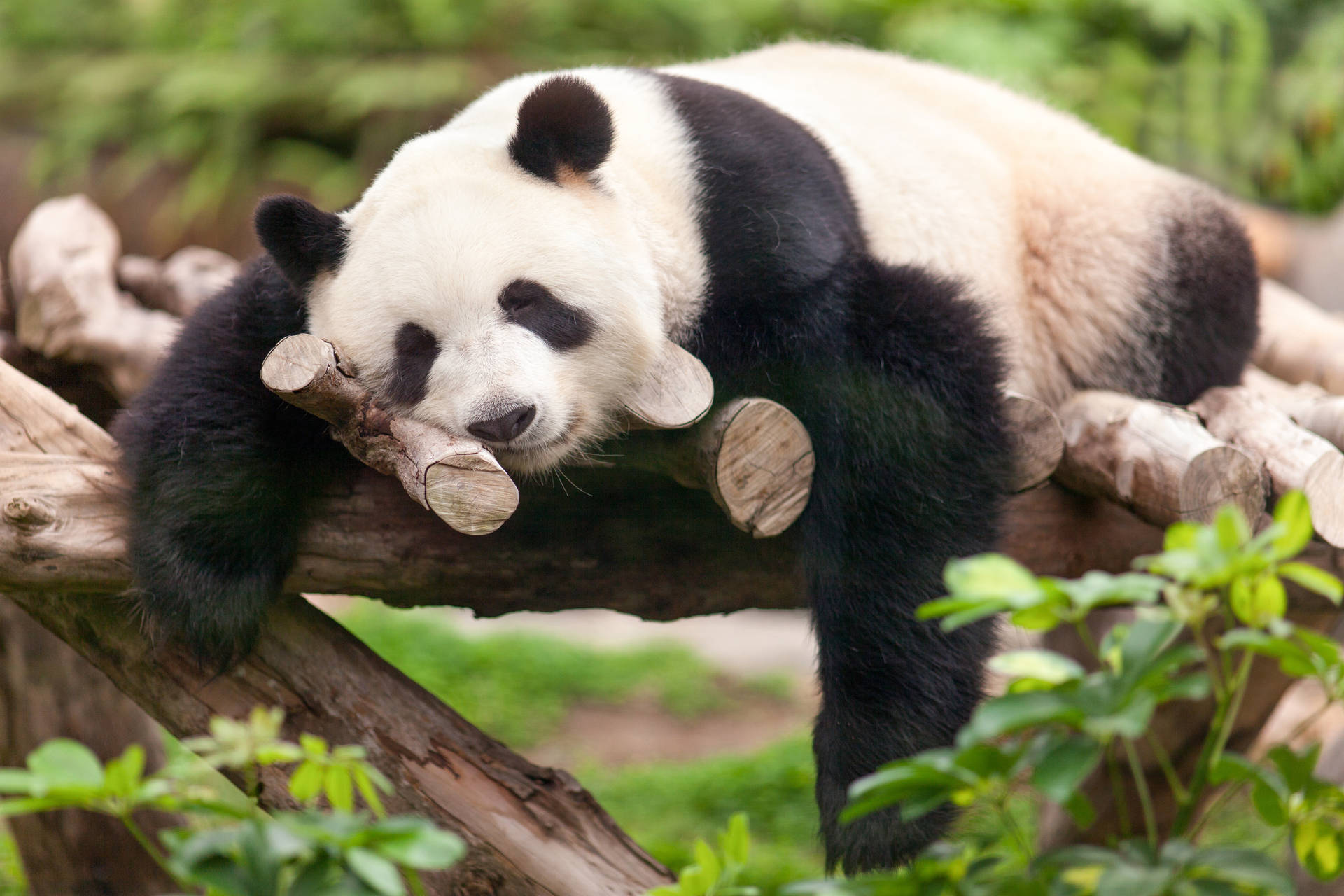 Cute Panda Lazily Sleeping