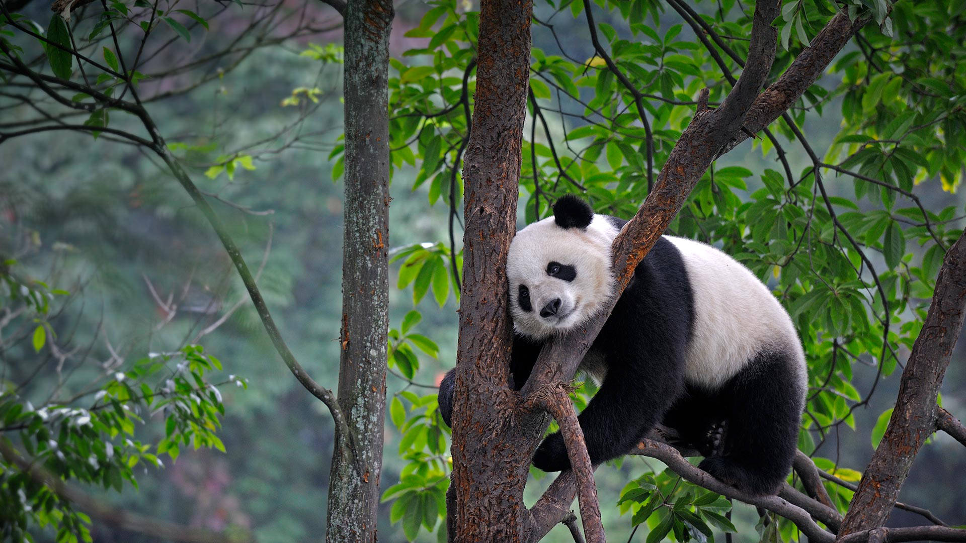 Cute Panda On Top Of Tree