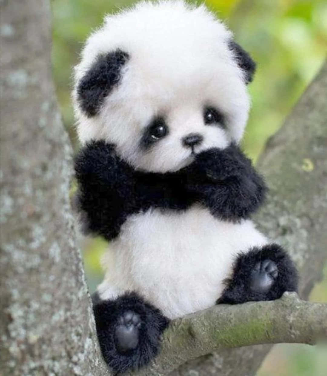 "Aww, it's a cute panda!"