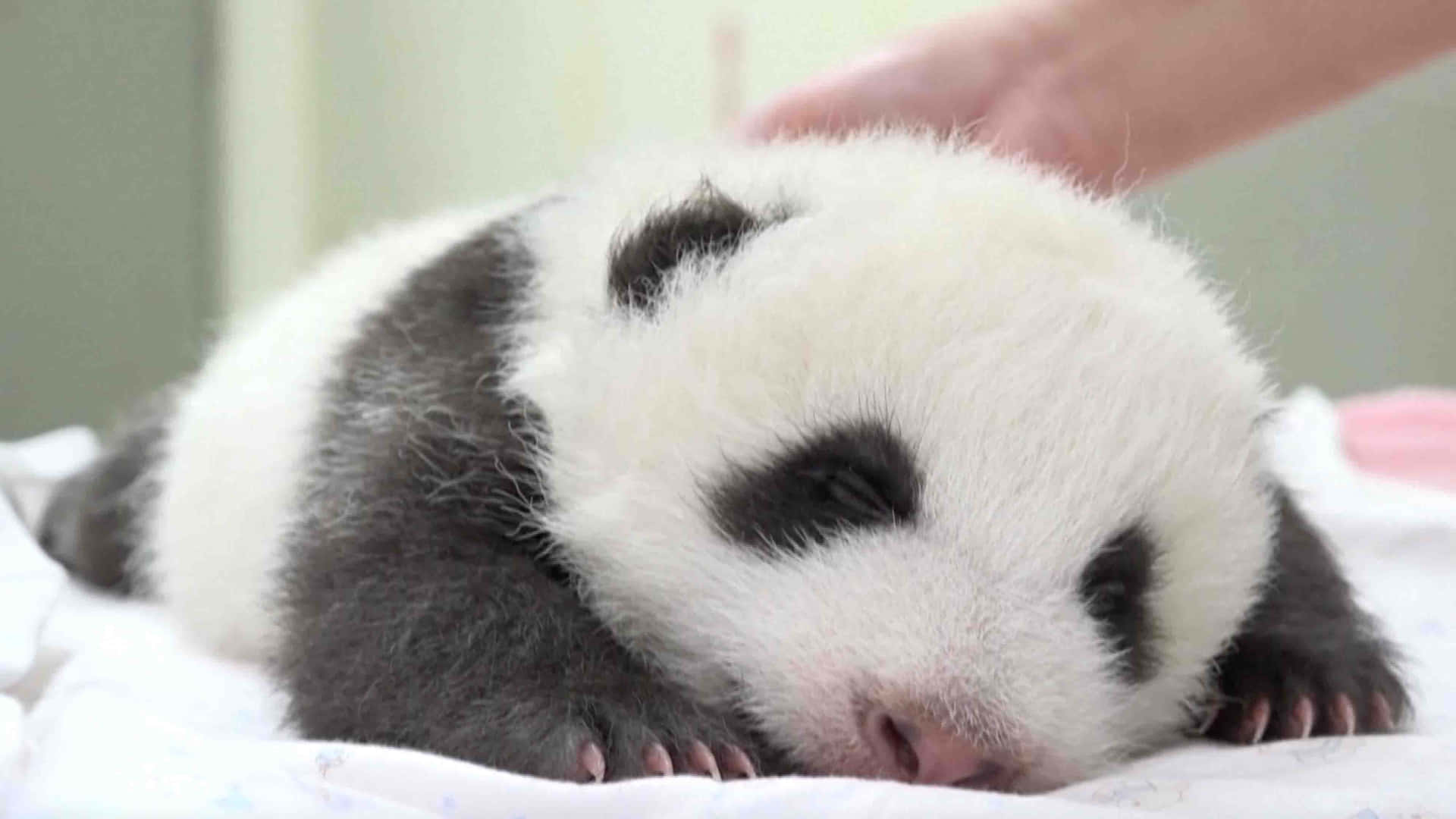A Panda Cub Is Being Held By A Person